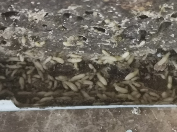 南沙灭白蚁公司丨广州南沙白蚁防治研究中心丨南沙区上门杀白蚁