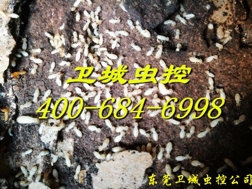 深圳公明白蚁防治中心，公明灭白蚁，公明白蚁预防
