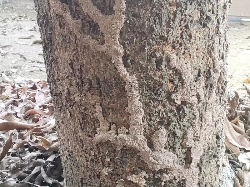 深圳龙华白蚁防治站｜｛龙华灭除白蚁｝免除蚁患破坏-龙华白蚁公司